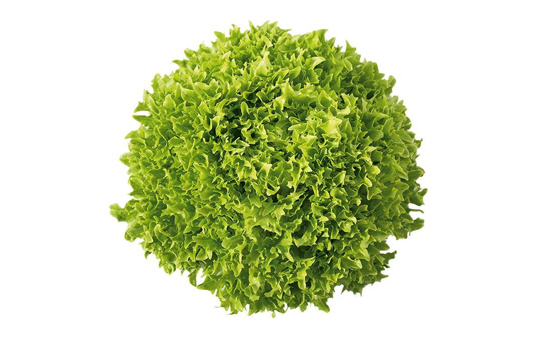 Simply Fresh Green Coral    Box  1 pcs